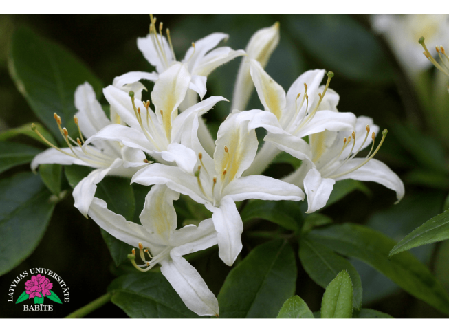 Rhododendron viscosum